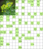 Сканворд № 5950 “Укроп”