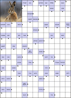 Сканворд № 5943 “Русак”