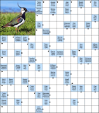 Сканворд № 5946 “Чибис”