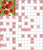 Сканворд № 6071 “Всадник в лосинах”