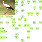 Сканворд № 6064 “Аист”