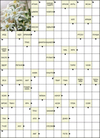 Сканворд № 6087 “Эдельвейс”