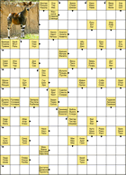 Сканворд № 6126 “Окапи”